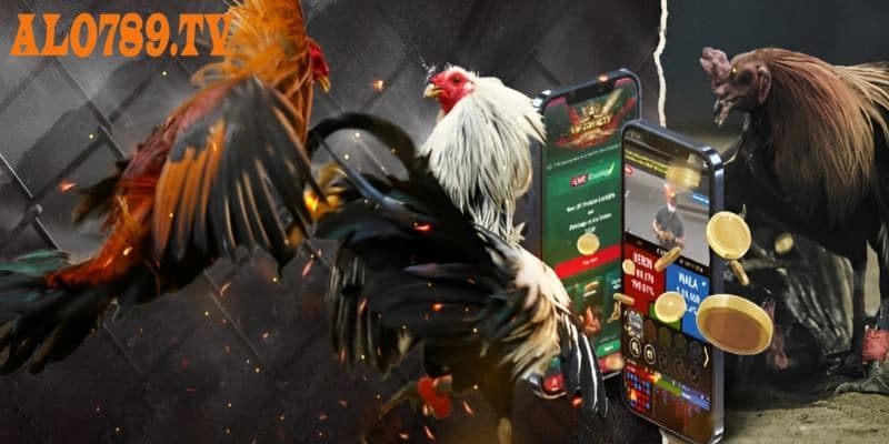 Các cửa cược dành cho gamer ở sảnh đá gà