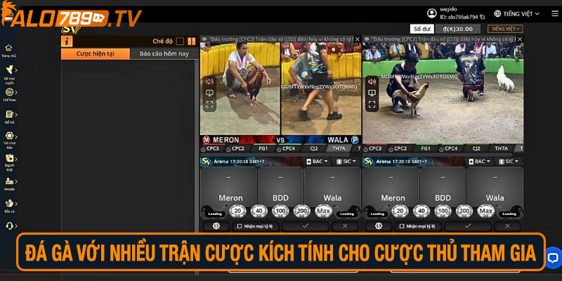 Đá gà với nhiều trận cược kịch tính cho cược thủ tham gia